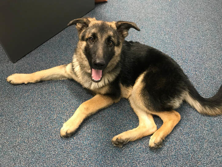 K-9 Draco, still training, subject of budget discussion
